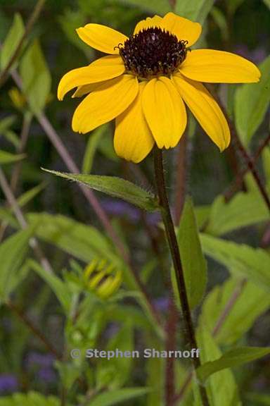 rudbeckia triloba 2 graphic